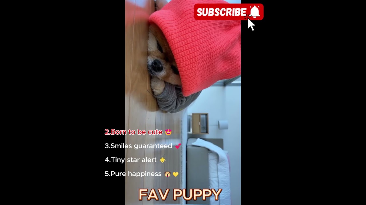 The Pom Legend 🐶🔥