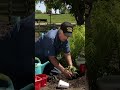 Growing Tomatoes