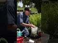 Growing Tomatoes