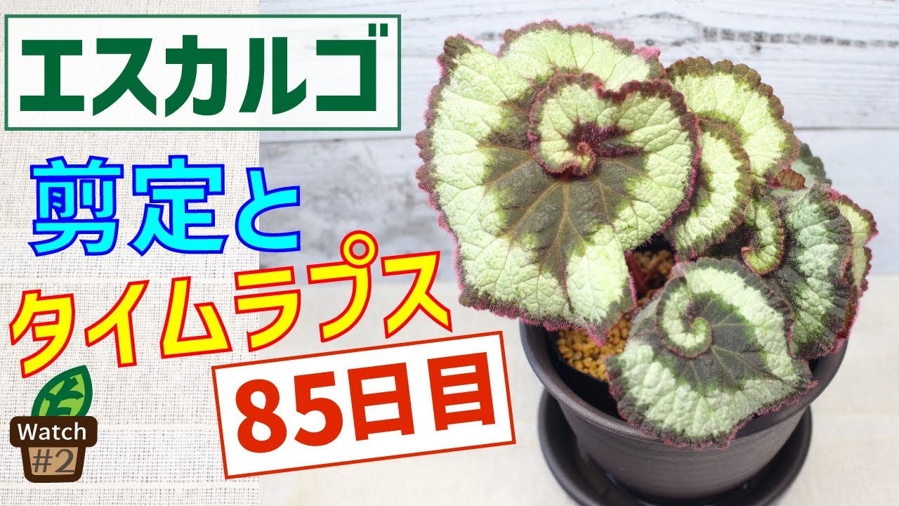 【レックスベゴニア】【エスカルゴ】剪定とタイムラプス！85日目！＃２【水やり】【観葉植物】