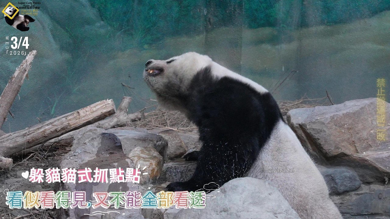 20260304 圓仔躲貓貓式抓點點，看似看得見又不能全看透，事後水池投彈兩枚，讓保育員撈青團大掃除 The Giant Panda Yuan Zai
