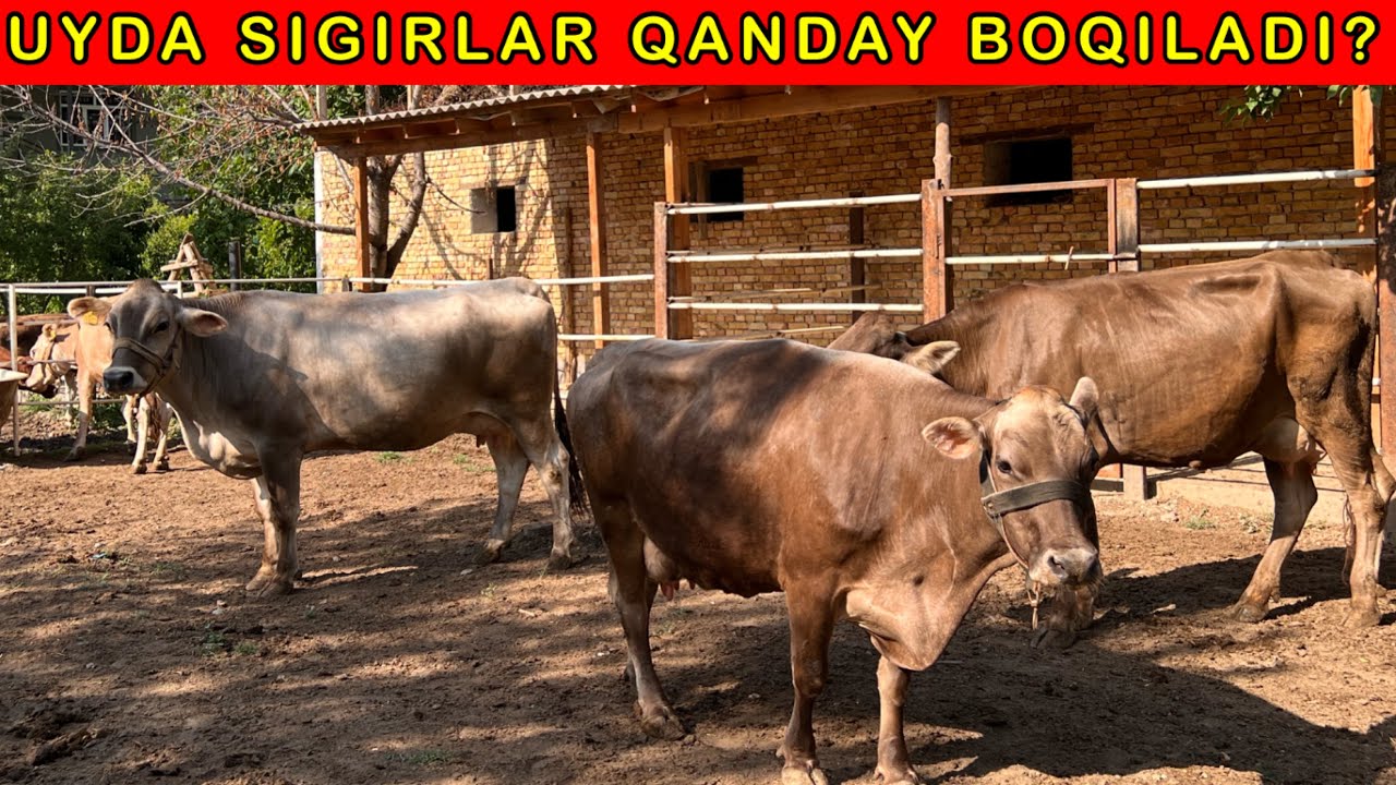 Pullik jinsiy aloqa filmlar Qattiq shorti kiygan qizlar