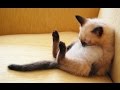 Ultimate funny and cute cat & dog compilation - Clips that will make your day