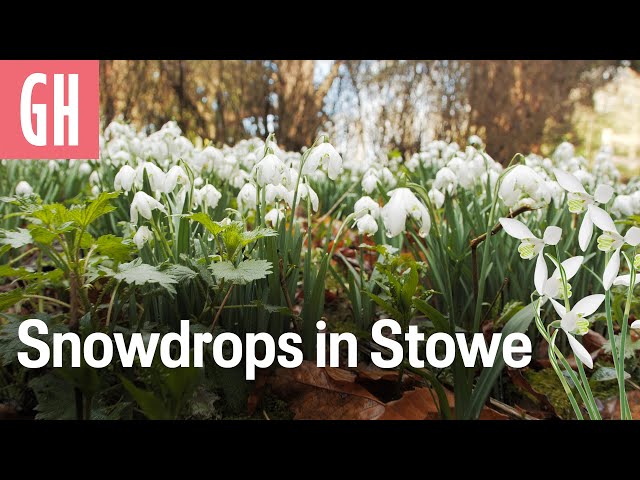 Snowdrops at Stowe | Good Housekeeping UK class=