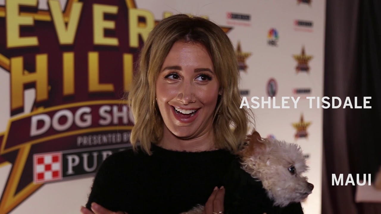 Scenes from the Beverly Hills Dog Show YouTube