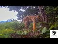 Wild Sumatran Tiger - Green Life (Trail Camera - Sumatra)
