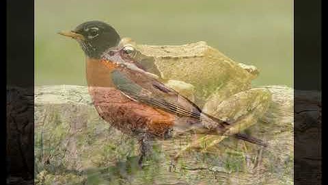 Three Short Poems by Emily Dickinson