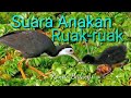 Suara Anakan Burung Ruak Ruak Cocok Untuk Suara Pikat Mp3 - Mp4 Download