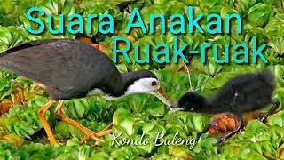 Suara ANAKAN burung Ruak-ruak cocok untuk suara pikat