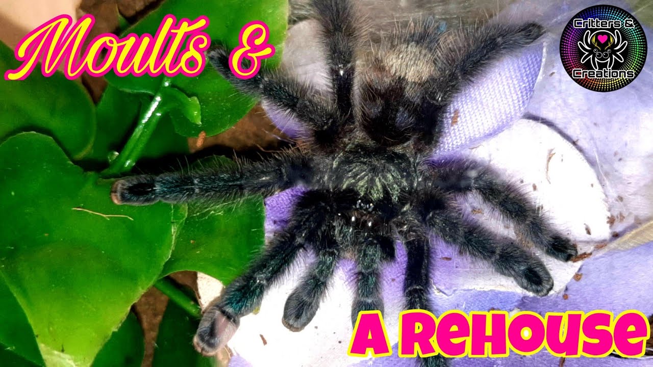Tarantula MOULTS and a REHOUSE of a FAVOURITE 8 Legged friend! 🕷