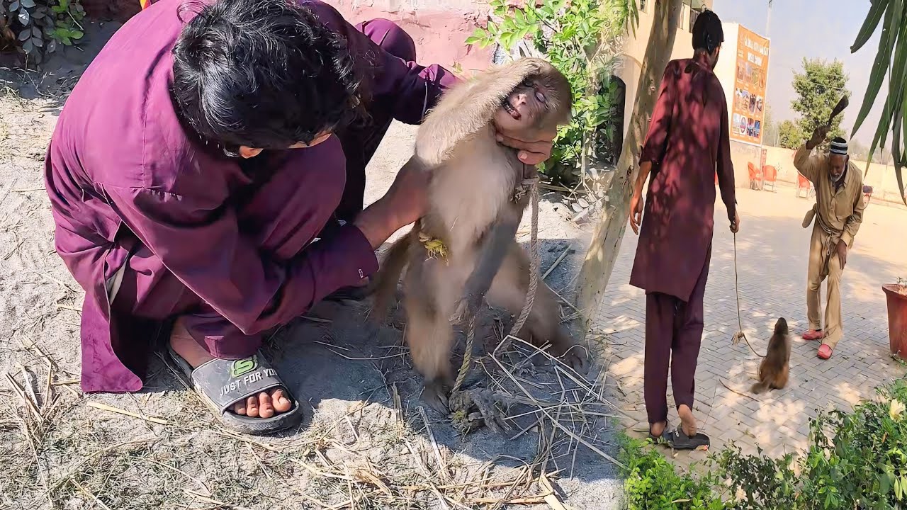 Aaj Bandar Bhaag Gaya 😱 Sab Ko Paagal Kar Diya