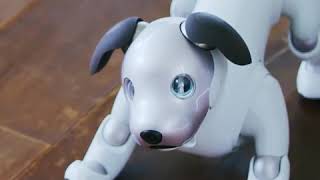 Robotic Pets To The Rescue? Dementia Care Gets Innovative | Being Patient