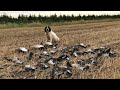 Jacht - 25+ Pigeons and Geese