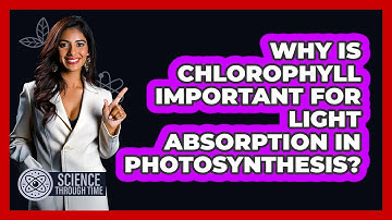 Why Is Chlorophyll Important For Light Absorption In Photosynthesis? - Science Through Time