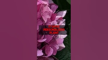 Unlock Your Dream Garden with AI Planning Videos & Expert Tips at gardenplanbyai.com