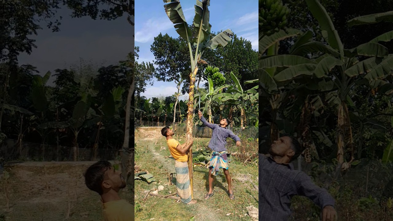 How to harvesting are banana🍌😱Ep-333
