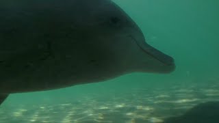 Samu The Baby Dolphin | Dolphins Of Shark Bay | Bbc Earth