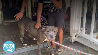 Dog’s Life Saved by Emergency Spay Surgery, Thanks to PETA