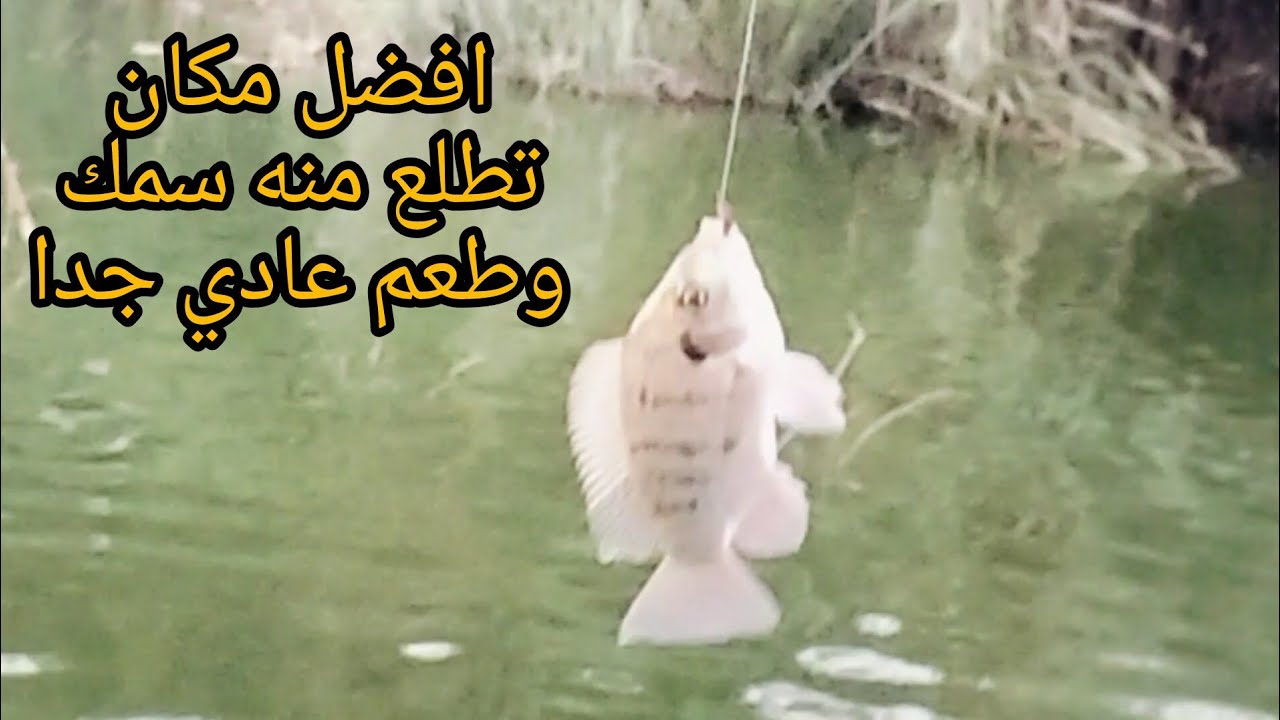 والله العظيم جبت احجام سمك حلوه/تجربه جديده لصيد السمك بدود الأرض
