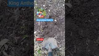 Metal Detecting in Farm 14 Wings -B. Ep.3 #relichunting #metaldetecting #treasuresearch
