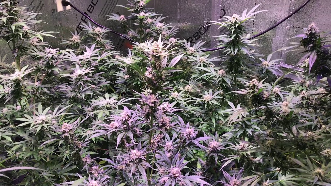 MONSTER MEPHESTO AUTO FLOWERING MEDICAL MARIJUANA illumination by OPTIC LED