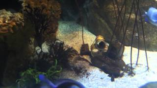 Damselfish Guards its Eggs in Baby Hotel