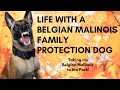 Life with a Belgian Malinois Family Protection Dog