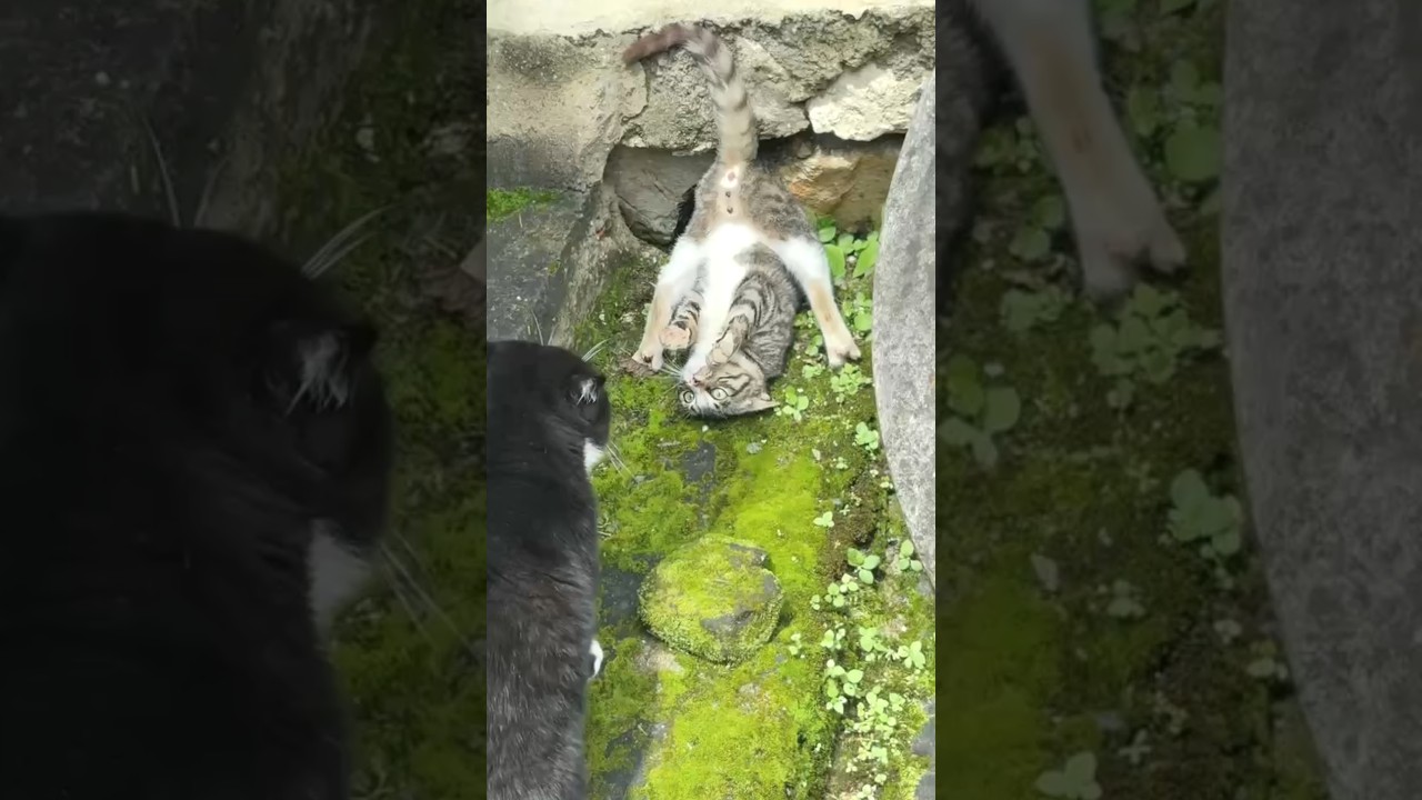Black Cat Watches Tabby Lying Belly Up in Odd Position