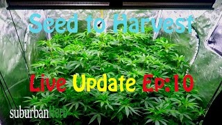 Gorilla Glue #4 cannabis grow. Seed to harvest: ep.10. Top dressing my babies for the Mars Hydro Cup