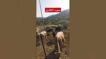 سوره الطارق #natureandhisbeautifulthings #arabia #cow #livevillagelifewithom #دويتو #اكسبلور