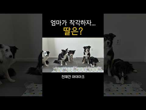 보더콜리 엄마가 착각하자 딸의 반응? thumbnail