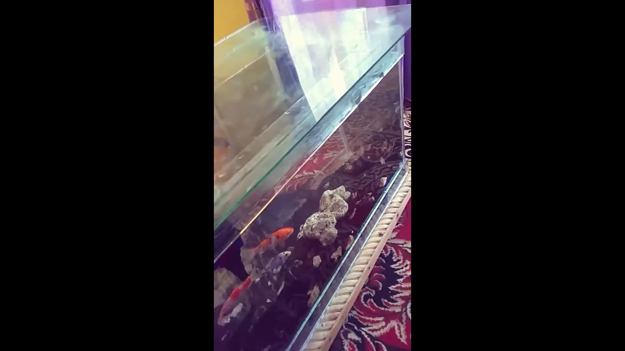 Aquarium meja tamu sederhana  YouTube