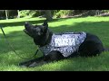 University of Montana K9 receives new body armor