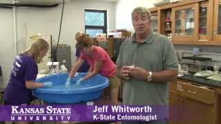 Brown Recluse Spider Research at K-State