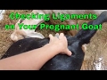 Signs of Goat Labor...Checking the Ligaments on your Pregnant Goat