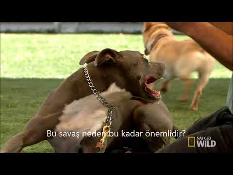 Cesar Millan Kopekler Icin Itaatkarlik Egitimi Kopeklere Fisildayan Adam Youtube