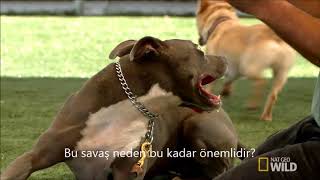 Cesar Millan Kopekler Icin Itaatkarlik Egitimi Kopeklere Fisildayan Adam Youtube