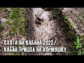 Охота на кабана 2022/Проверка кормушки/Кабан приходил