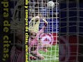🔥⚽ Remontada épica del Barça con golazo de Araujo #futbol #shorts