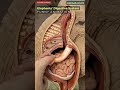 Animal Digestive System Animation/ Animal Anatomy/ Animals AI ART/15