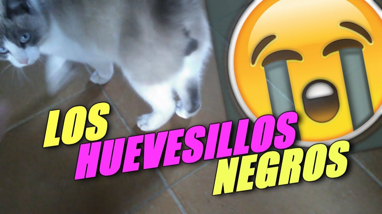 ⁣DICE QUE TIENE LOS HUEVESILLOS NEGROS | Mascotas de suscriptores