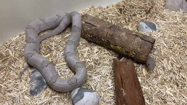 Trans pecos rat snake for sale
