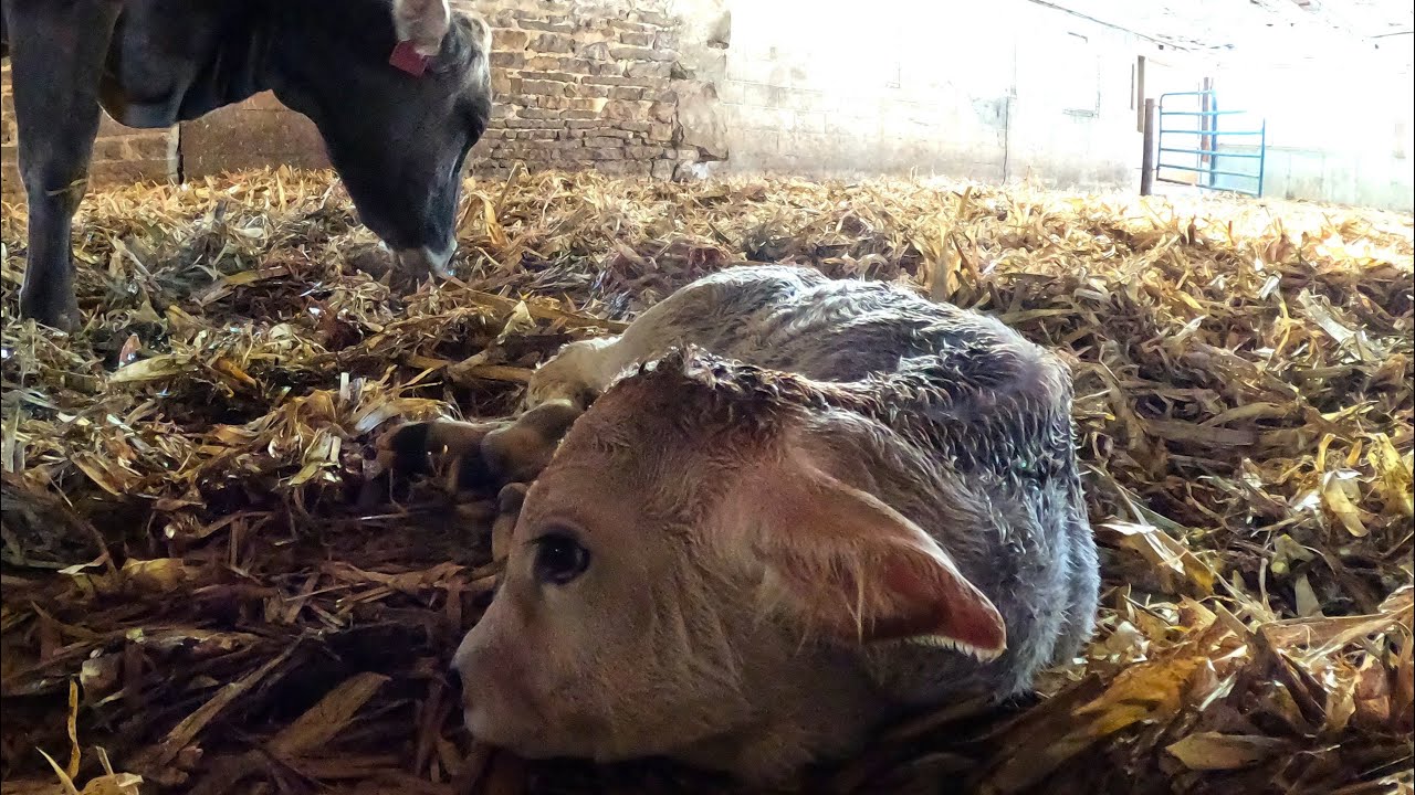 How Is Our Oldest Cow Still Contributing To Our Herd?