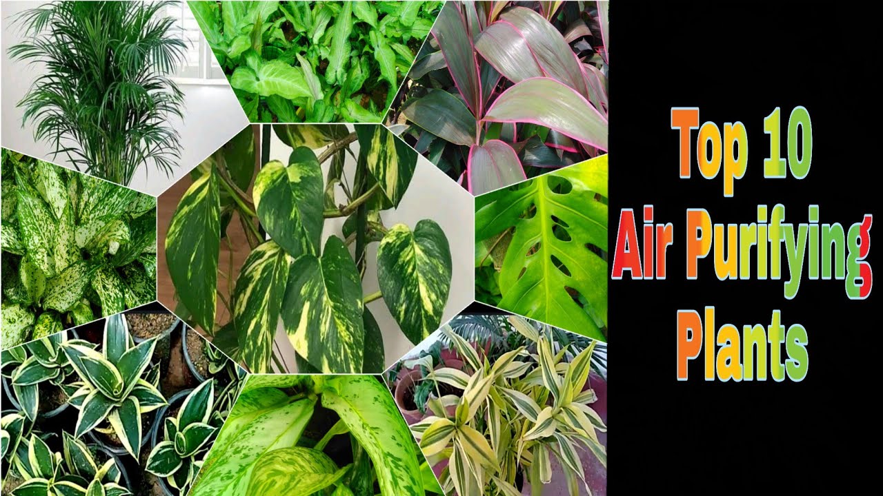 10 best Air Purifying/ Cleansing plants, Indoor plants YouTube