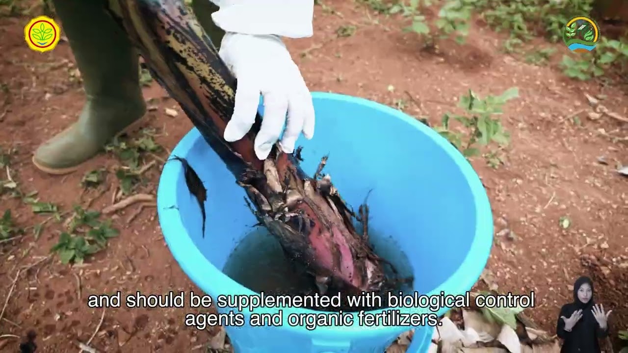 Pengendalian TerpaduHama dan Penyakit Pisang-  Kabupaten Batang, Jawa Tengah