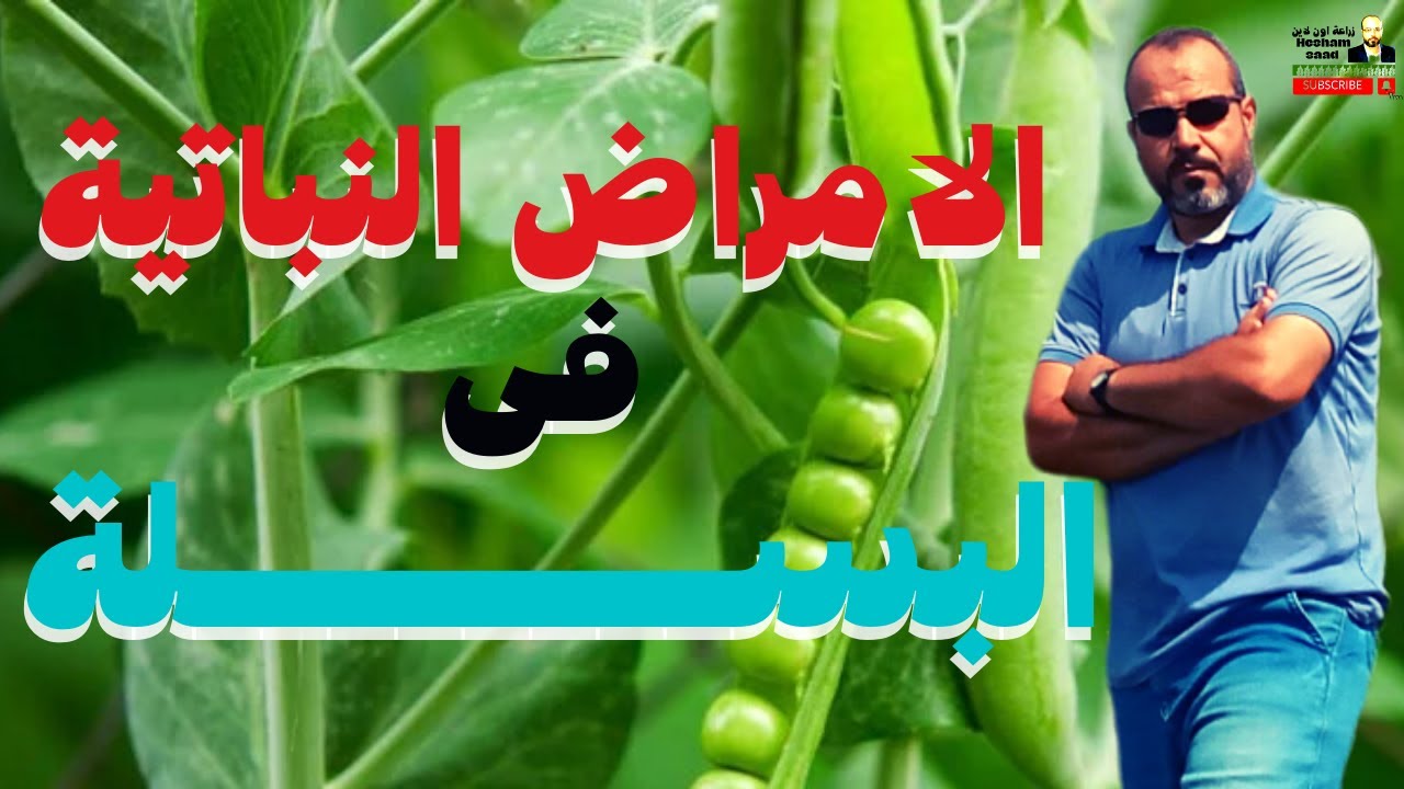 البسلة/اهم الامراض الفطرية والفيروسية فى البسلة /الوقاية والعلاج