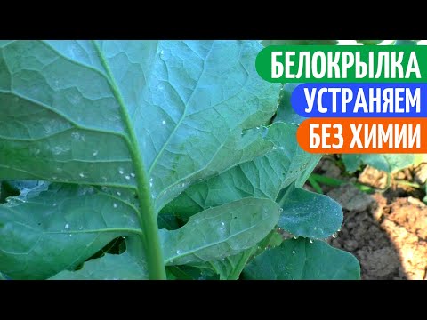 Вопрос: Как избавиться от белокрылки?