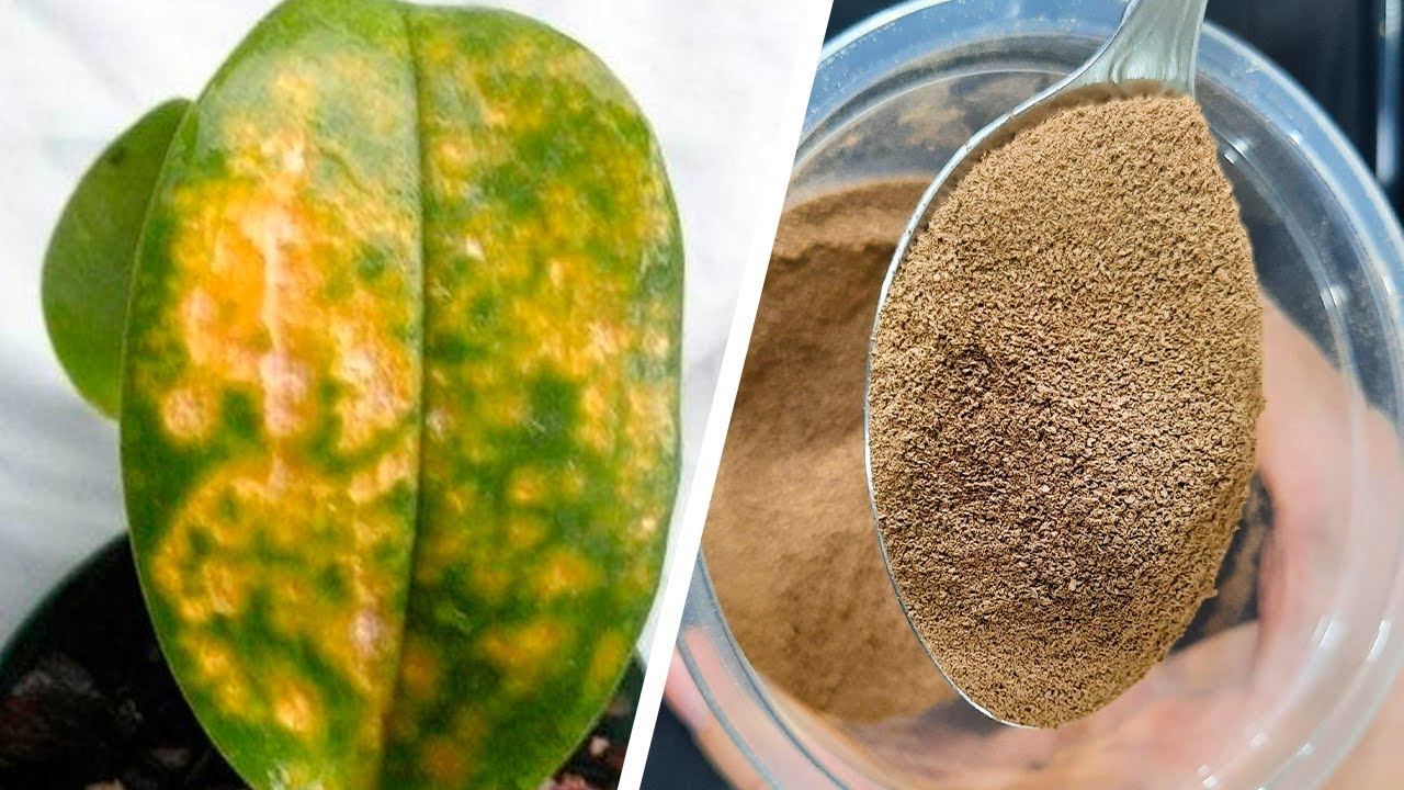 Com apenas UM PRODUTO você acaba com OS ÁCAROS NAS ORQUÍDEAS