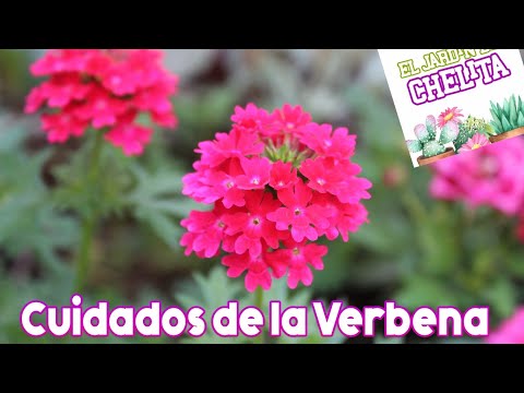 Vídeo: Verbena - plantio e cuidado