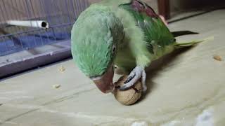 Parrot playing with wallnut